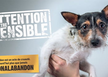 Campagne de sensibilisation par 30 millions d 'amis pour un grand Non à l'abandon