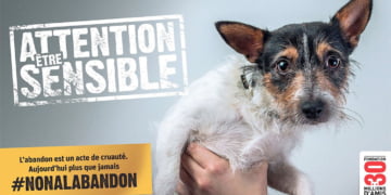 Campagne de sensibilisation par 30 millions d 'amis pour un grand Non à l'abandon