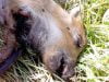 Chasse ou massacre dans le Gard ? Le cadavre abandonné d’un marcassin soulève l’indignation dans le monde des chasseurs gardois.