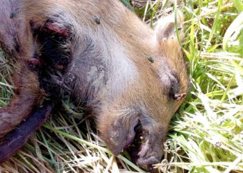 Chasse ou massacre dans le Gard ? Le cadavre abandonné d'un marcassin soulève l'indignation dans le monde des chasseurs gardois.