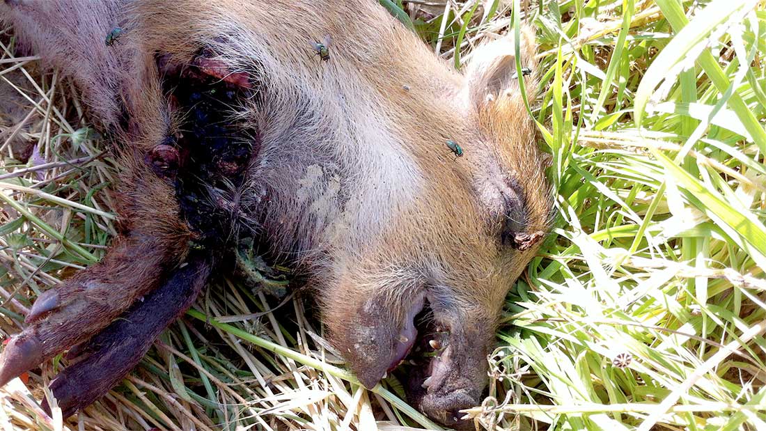 Chasse ou massacre dans le Gard ? Le cadavre abandonné d'un marcassin soulève l'indignation dans le monde des chasseurs gardois.