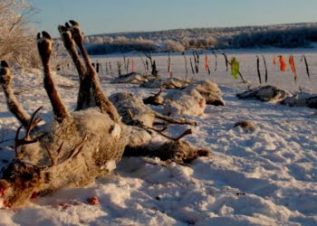 Des chasseurs canadiens abattent par erreur le traineau du Père Noël