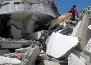 un chien sauveteur meurt d'épuisement apres avoir sauvé 7 personnes