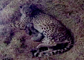 naissance de 4 bébés guépards