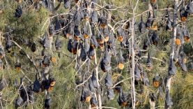 100 000 chauve-souris installées à Batemans Bay