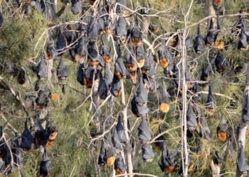 100 000 chauve-souris installées à Batemans Bay
