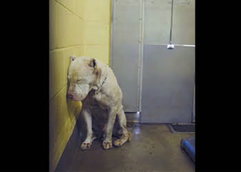 Bénévole désemparé. Solitude, stress, et tristesse pour les chiens des refuges.