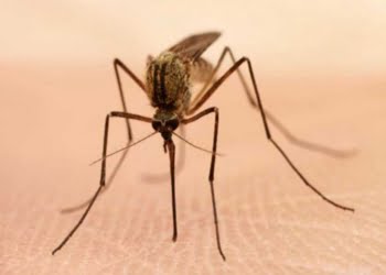 La télévision anti-moustique de LG