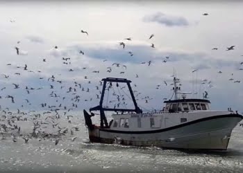 Bateau de pêche du Grau du Roi en Occitanie
