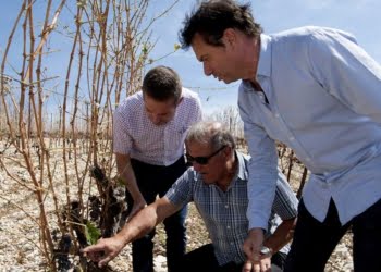 Grêle dévastatrice dans l'Hérault