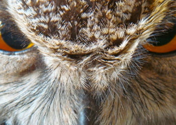 Marie Pierre Puech, une véto pas comme les autres