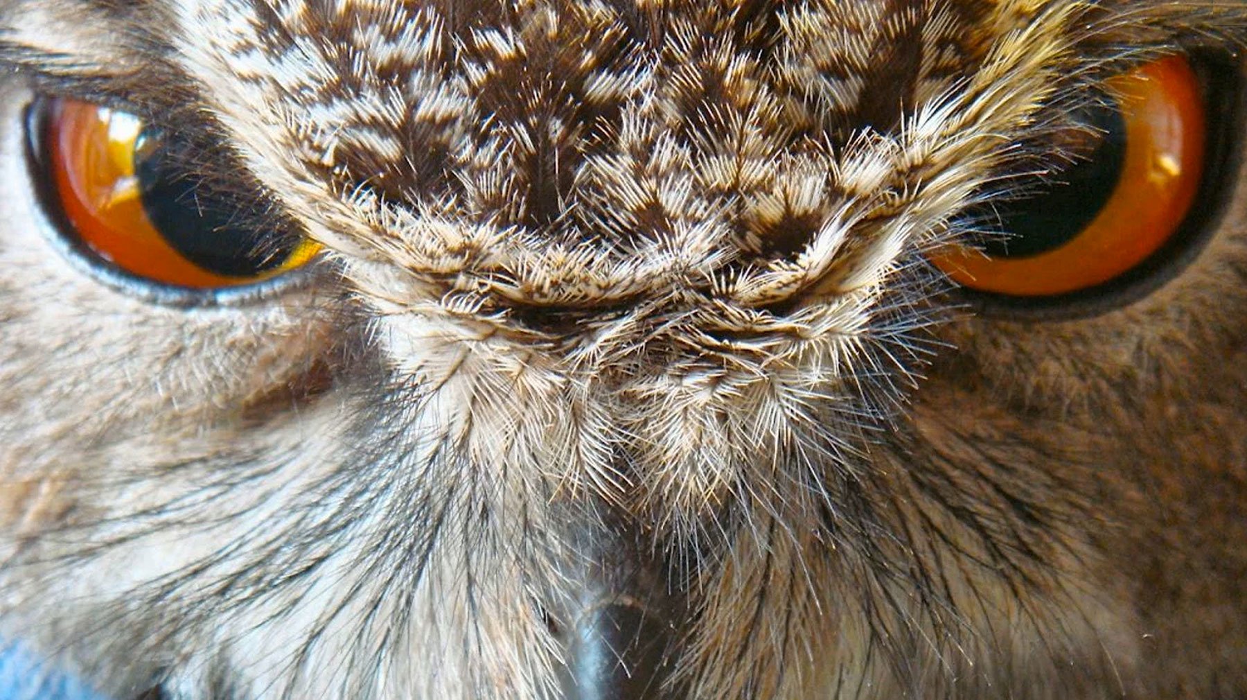 Marie Pierre Puech, une véto pas comme les autres