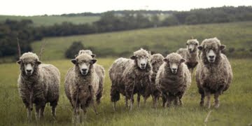 Brexit - soyons des moutons