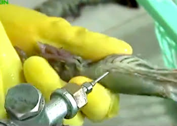 Des crevettes gonflées à la gelatine