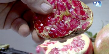 Diversification de l'agriculture avec la grenade