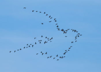 En Suède, des oies sauvages dessinent en vol un symbole de paix