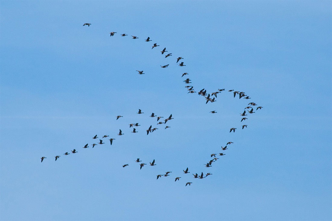 En Suède, des oies sauvages dessinent en vol un symbole de paix