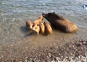Une famille de sangliers à la plage de Cerbère