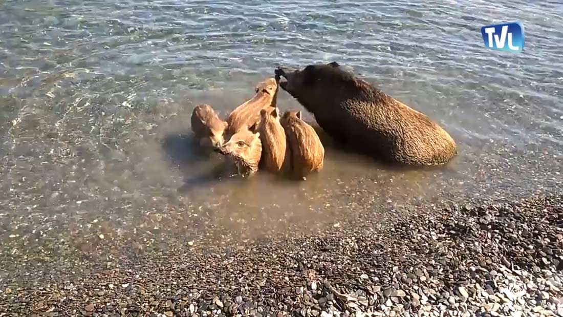Une famille de sangliers à la plage de Cerbère