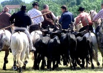 La Camargue en pays cévenol