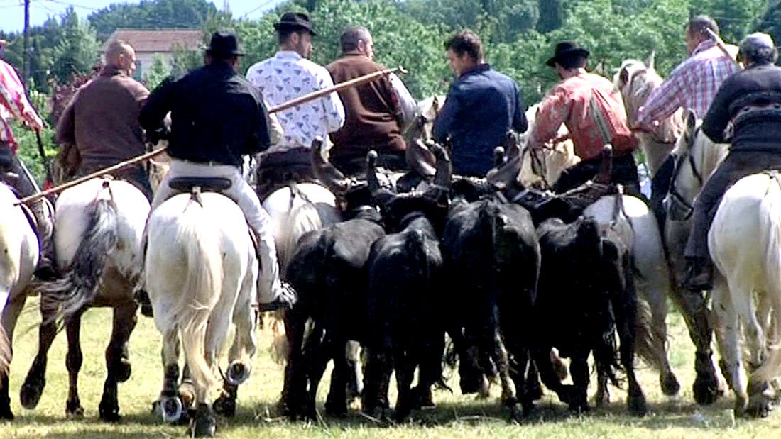 La Camargue en pays cévenol
