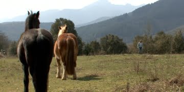Walter Badet, Un Gardois au milieu des mustangs