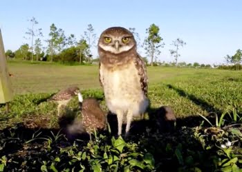 Une chouette vidéo très chouette