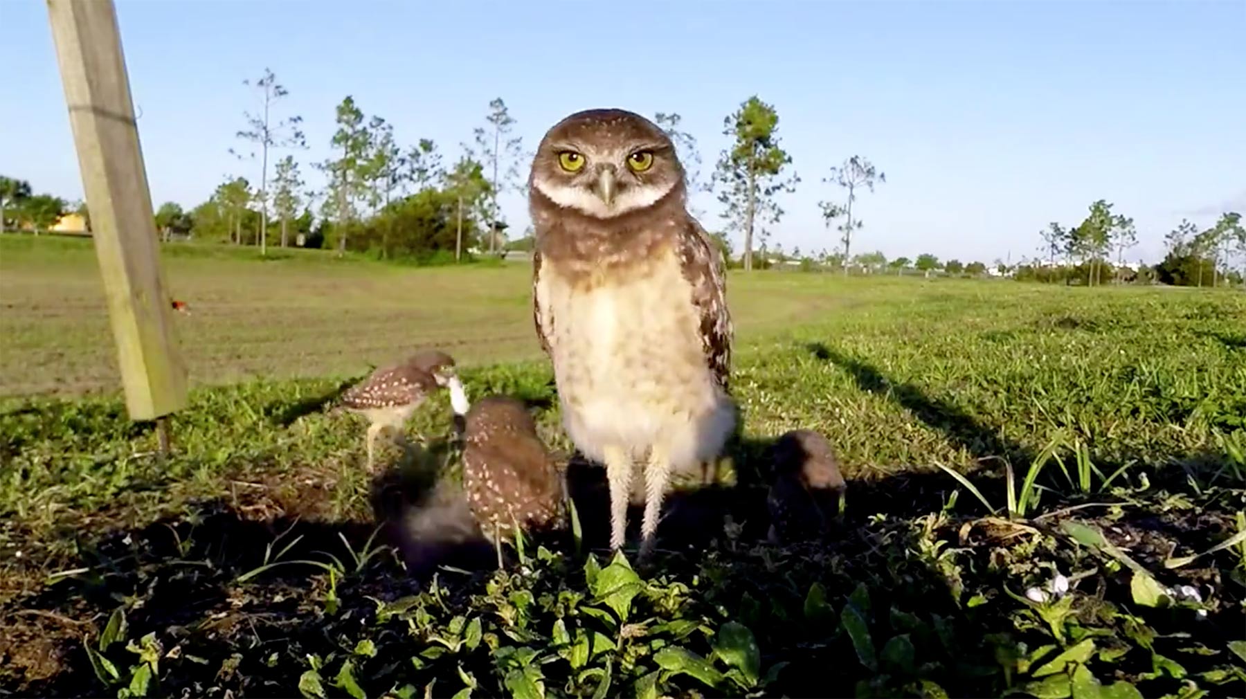Une chouette vidéo très chouette