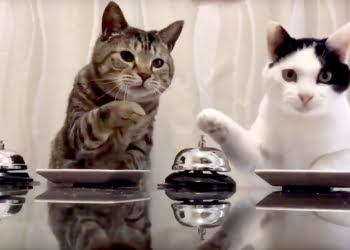 Chats, sonnette et croquettes