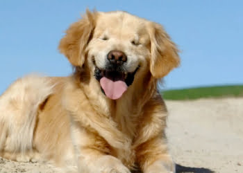 smiley-chien-qui-sourit