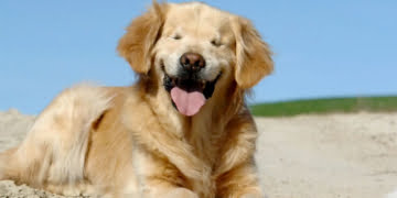 smiley-chien-qui-sourit