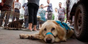 Suite au coronavirus, les autorités de Shenzhen au sud de la Chine ont déclaré que l'interdiction de manger des chiens et des chats entrerait en vigueur le 1er mai