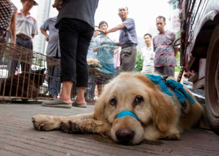 Suite au coronavirus, les autorités de Shenzhen au sud de la Chine ont déclaré que l'interdiction de manger des chiens et des chats entrerait en vigueur le 1er mai