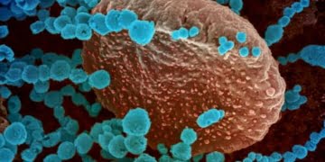 Il n'y a toujours aucune preuve que le SRAS-CoV-2, le virus qui cause le Covid-19 chez l'homme, provienne d'un laboratoire de Wuhan en Chine.