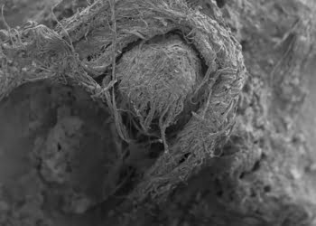 Fabriquée par l’homme de Neandertal, la plus vieille corde au monde aurait 40 000 ans et constituerait la plus ancienne preuve de technologie textile connue à ce jour