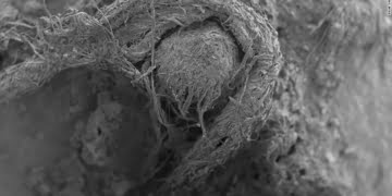 Fabriquée par l’homme de Neandertal, la plus vieille corde au monde aurait 40 000 ans et constituerait la plus ancienne preuve de technologie textile connue à ce jour